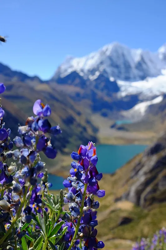 Huayhuash Circuit Trek 12 Days